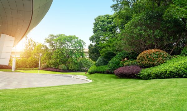 Commercial Shrub Trimming in Winter Springs