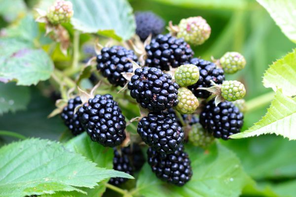 Blackberry Bush Removal in Winter Springs