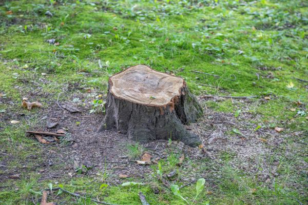 Bush Stump Removal in Winter Springs