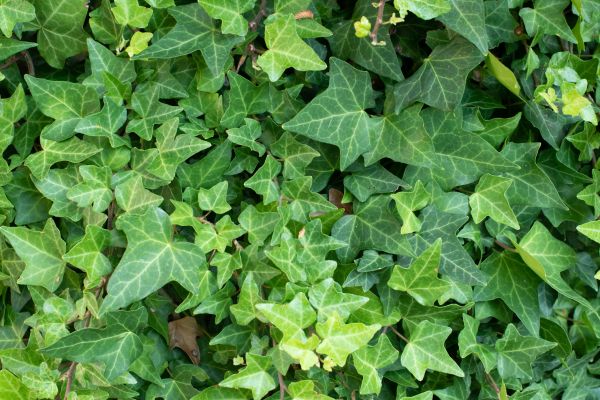 English Ivy Removal in Winter Springs