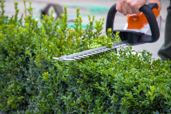 Hedge Pruning in Winter Springs