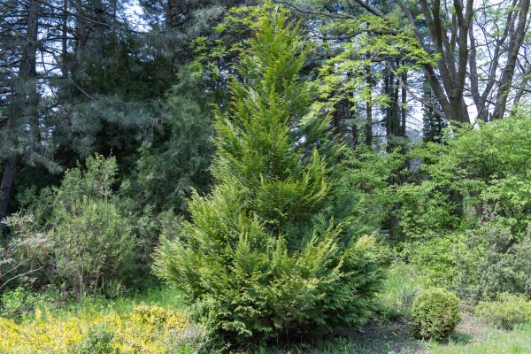 Juniper Pruning in Winter Springs