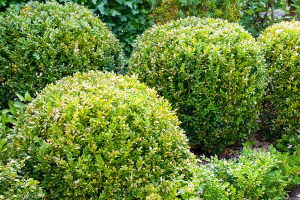 Landscape Trimming Service in Winter Springs