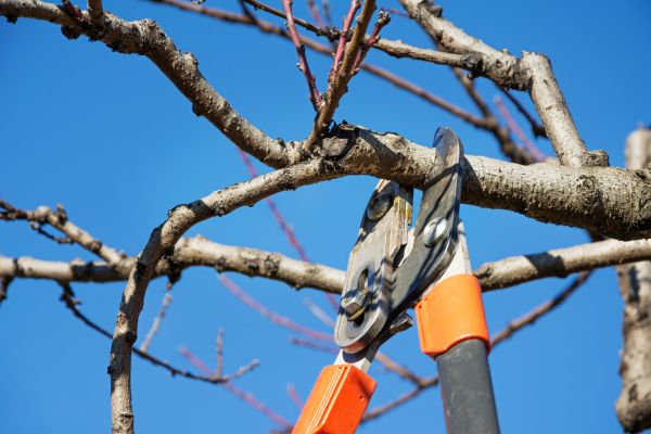 Pruning Service in Winter Springs