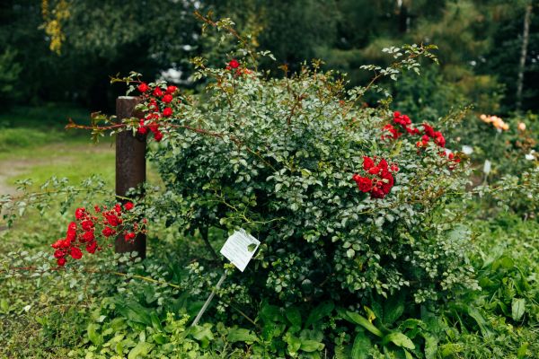 Rose Bush Removal in Winter Springs