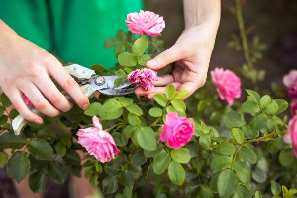 Rose Trimming in Winter Springs