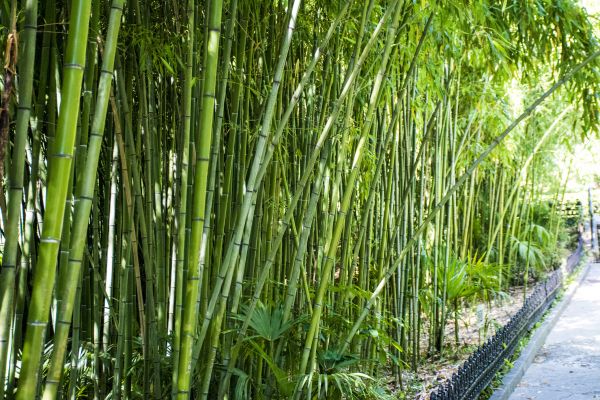 Bamboo Root Removal in Winter Springs
