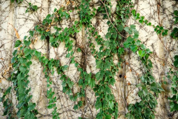 Vine Removal Service in Winter Springs