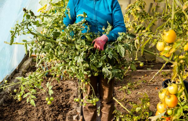 Garden Plant Removal in Winter Springs