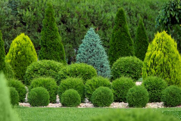 Shrub Shaping in Winter Springs