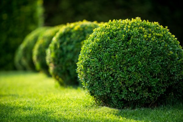 Bush Pruning in Winter Springs