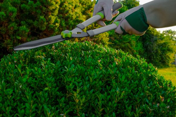 Topiary Shearing in Winter Springs
