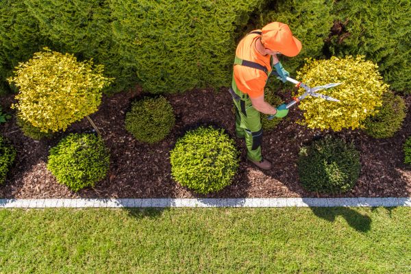 Topiary Trimming in Winter Springs