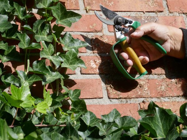 Ivy Removal Service in Winter Springs