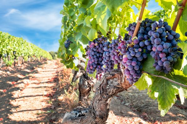 Grapevine Pruning in Winter Springs
