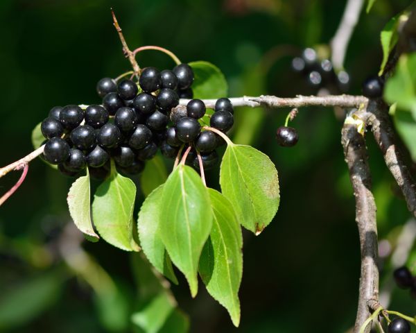 Buckthorn Removal in Winter Springs
