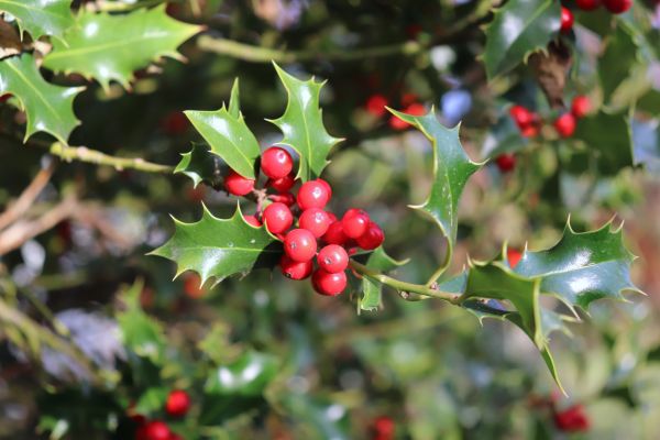Holly Tree Trimming in Winter Springs