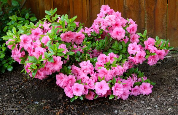Azaleas Removal in Winter Springs