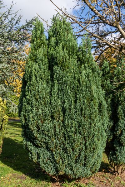 Juniper Trimming in Winter Springs