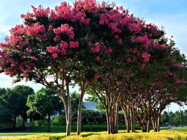 Crepe Myrtle Pruning in Winter Springs