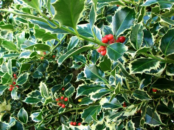 Holly Bushes Trimming in Winter Springs