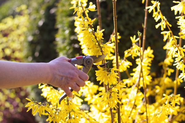Forsythia Pruning in Winter Springs