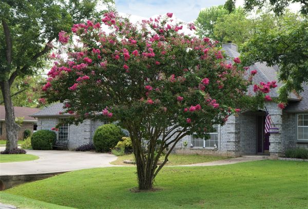 Crepe Myrtle Trimming in Winter Springs
