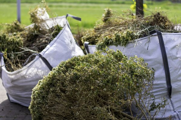 Shrubs Removal in Winter Springs