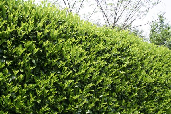 Laurel Shrub Removal in Winter Springs