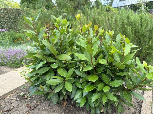 Laurel Hedge Removal in Winter Springs