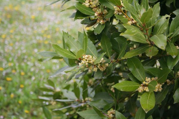 Laurel Trimming in Winter Springs