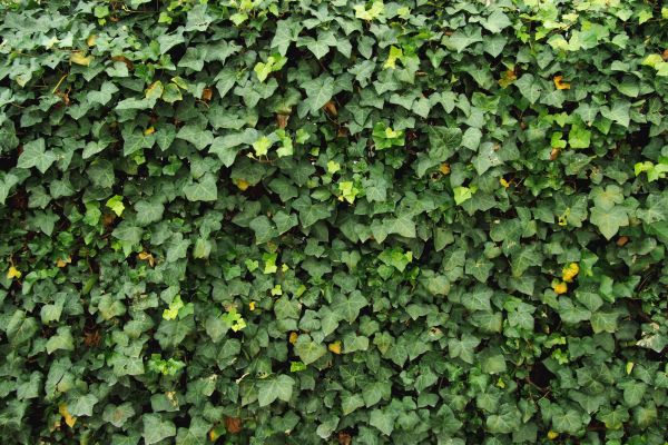 Ivy Pruning service in Winter Springs