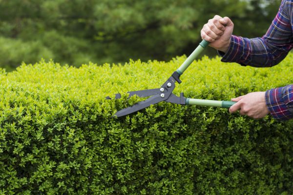 Evergreen Shrub Pruning in Winter Springs