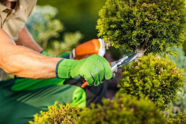 Landscape Pruning Service in Winter Springs