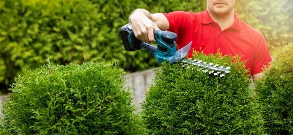 Hedge Shaping Service in Winter Springs