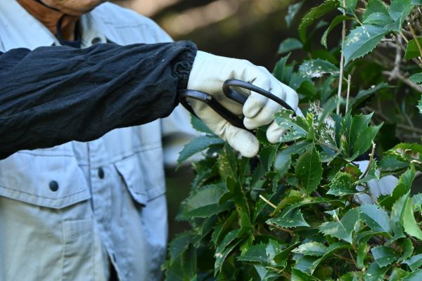 Holly Pruning in Winter Springs