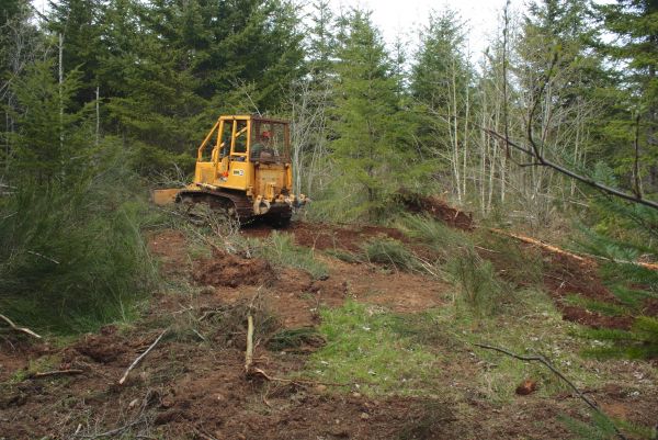 Shrubbery Clearing in Winter Springs