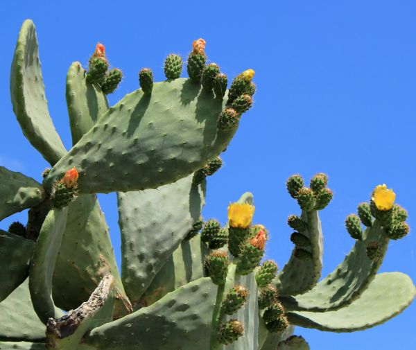 Cactus Removal in Winter Springs