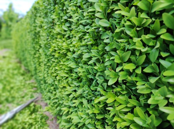 Boxwood Pruning in Winter Springs