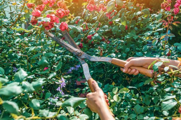 Knockout Roses Pruning in Winter Springs