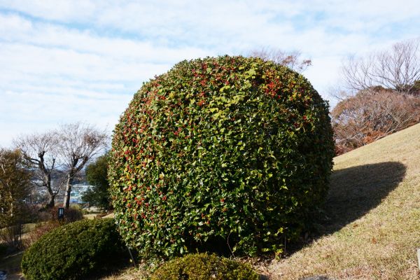 Holly Shrub Pruning in Winter Springs