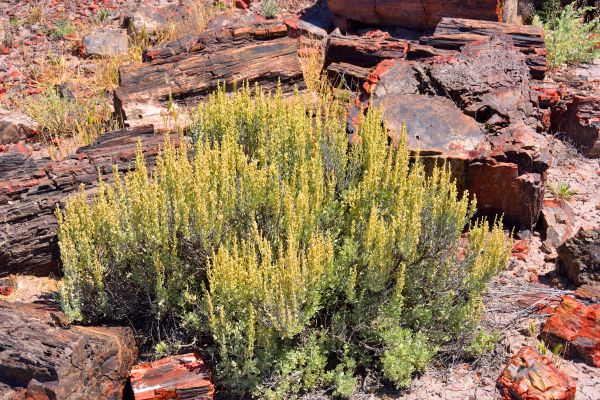 Sagebrush Removal in Winter Springs