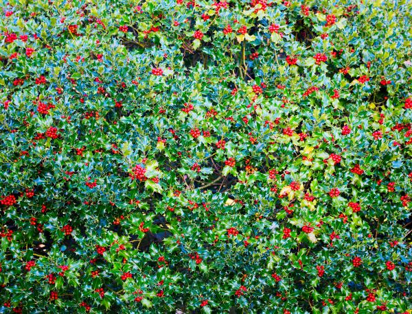 Holly Bush Removal in Winter Springs