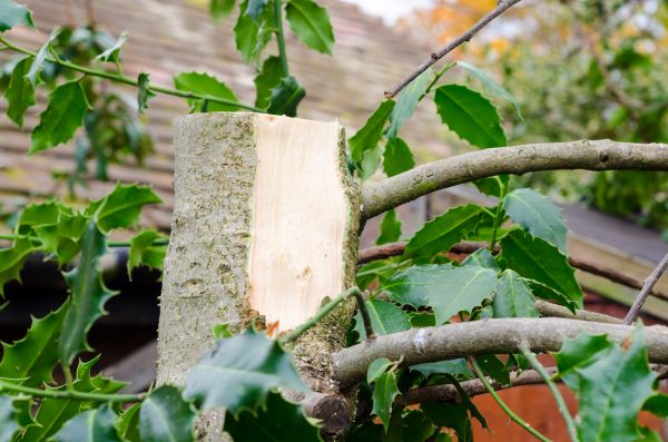 Holly Tree Removal in Winter Springs