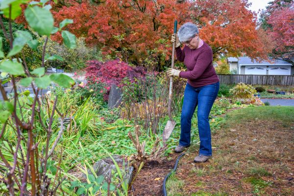 Dead Bush Removal in Winter Springs
