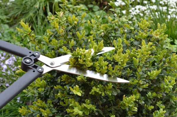 Boxwood Trimming in Winter Springs