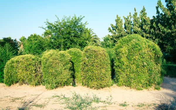 Bamboo Hedge Removal in Winter Springs
