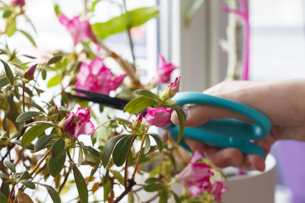 Azalea Pruning in Winter Springs