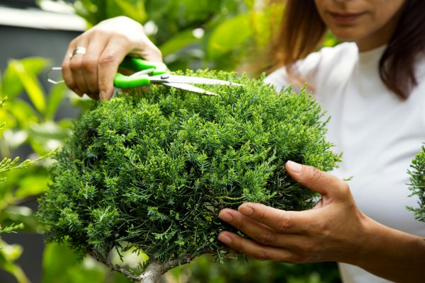 Juniper Shrub Pruning in Winter Springs