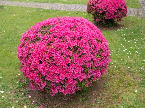Rhododendron Pruning in Winter Springs